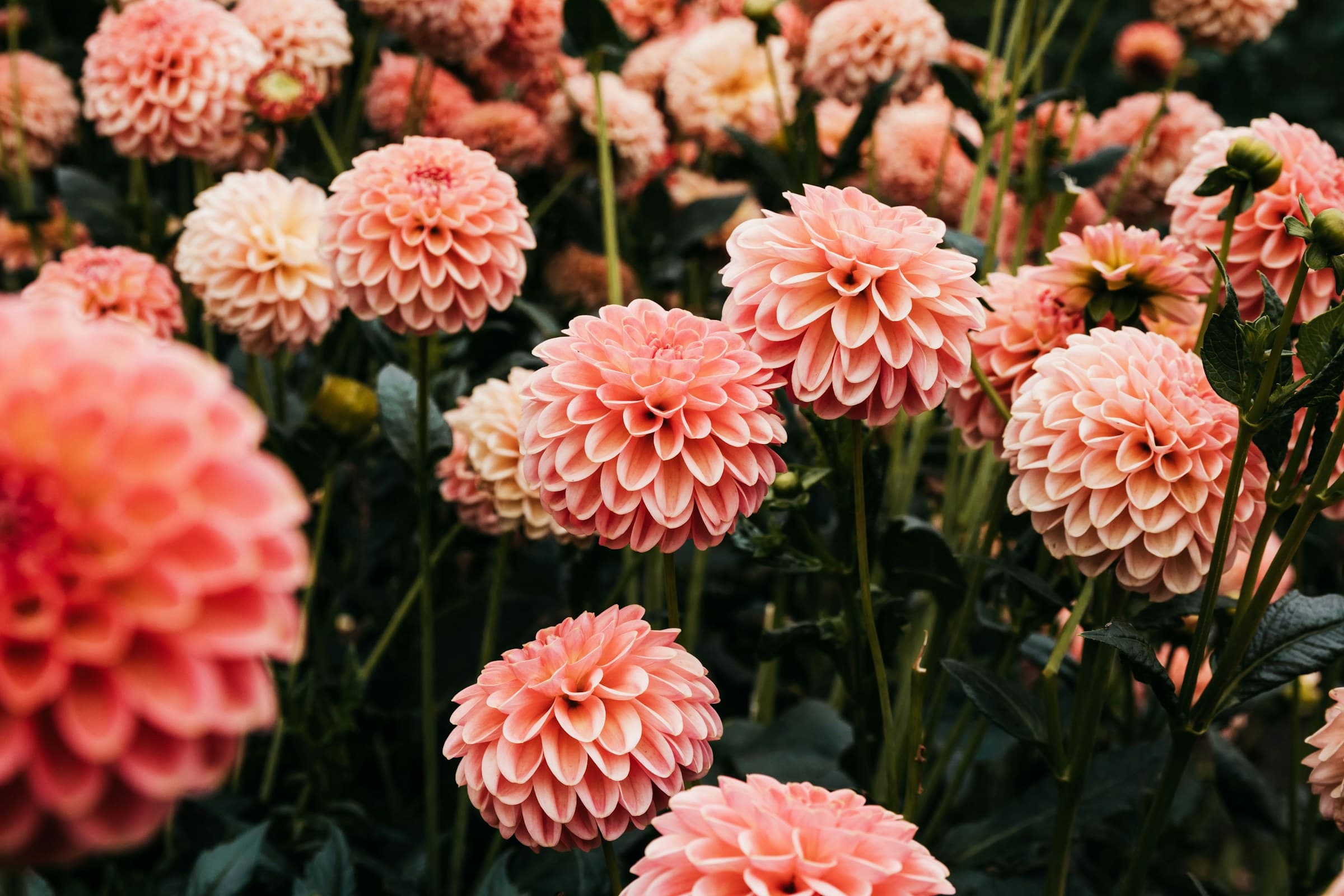 Rosafarbene Dahlien in voller Blüte in einem Garten